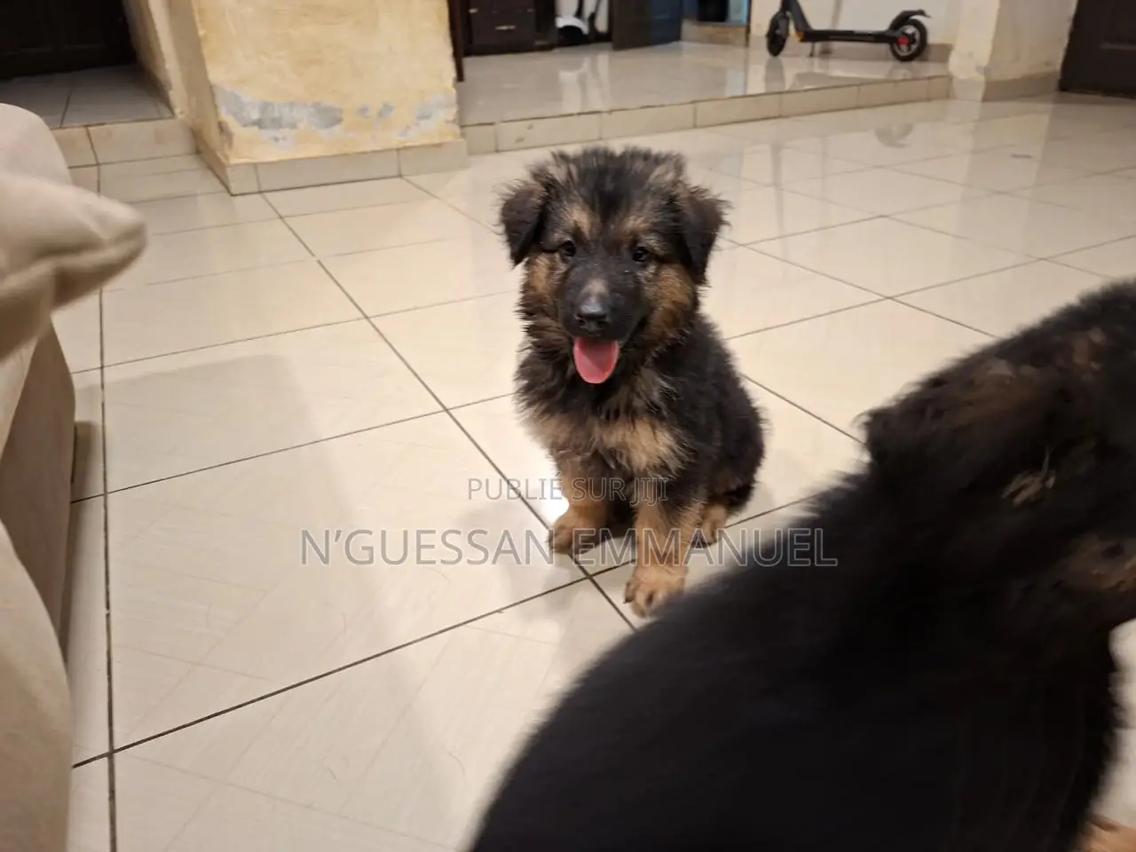 1-3 mois Homme Pure race Belgian Sheepdog