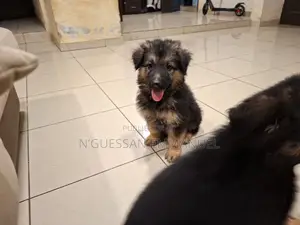 1-3 mois Homme Pure race Belgian Sheepdog