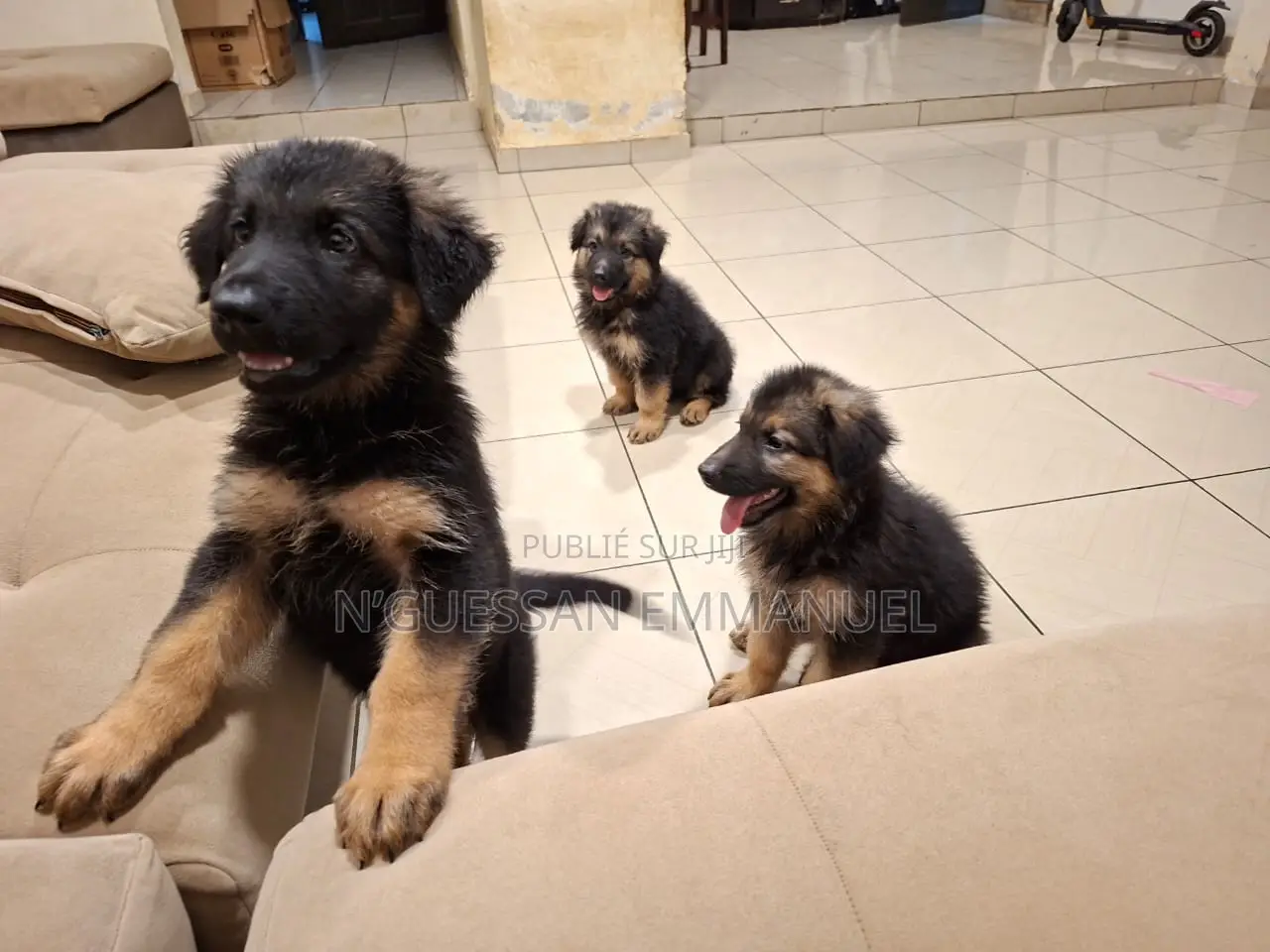 1-3 mois Homme Pure race Belgian Sheepdog