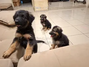 1-3 mois Homme Pure race Belgian Sheepdog