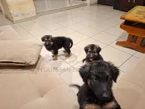 1-3 mois Homme Pure race Belgian Sheepdog