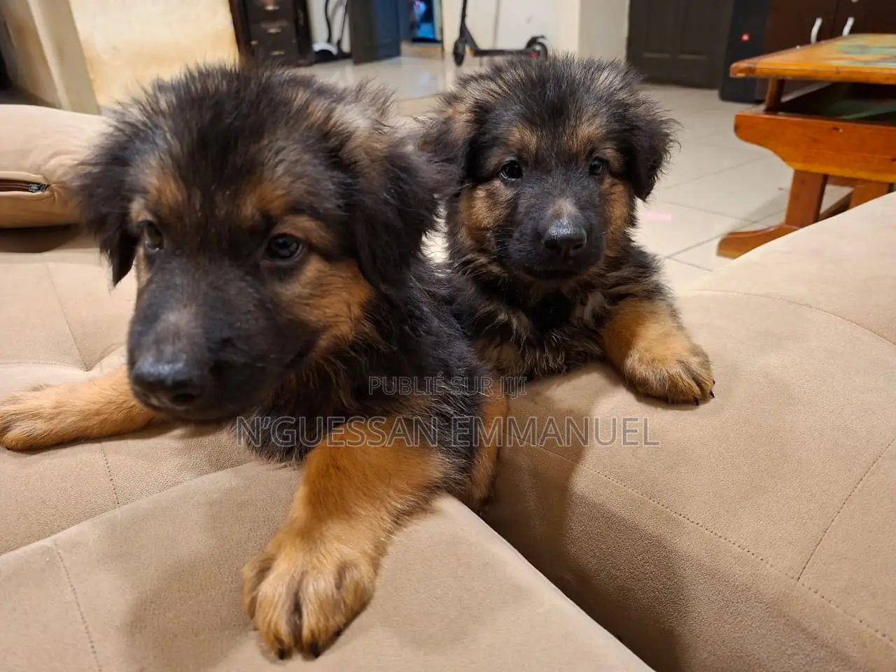 1-3 mois Homme Pure race Belgian Sheepdog
