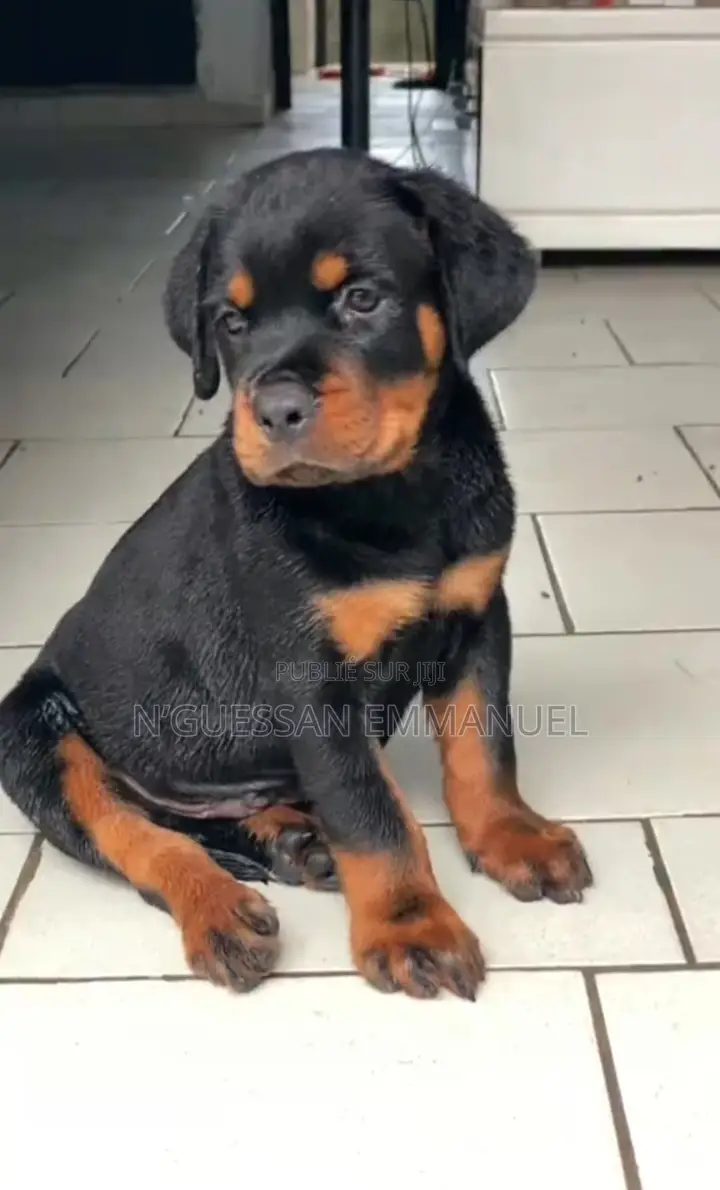 1-3 mois Homme Pure race Rottweiler