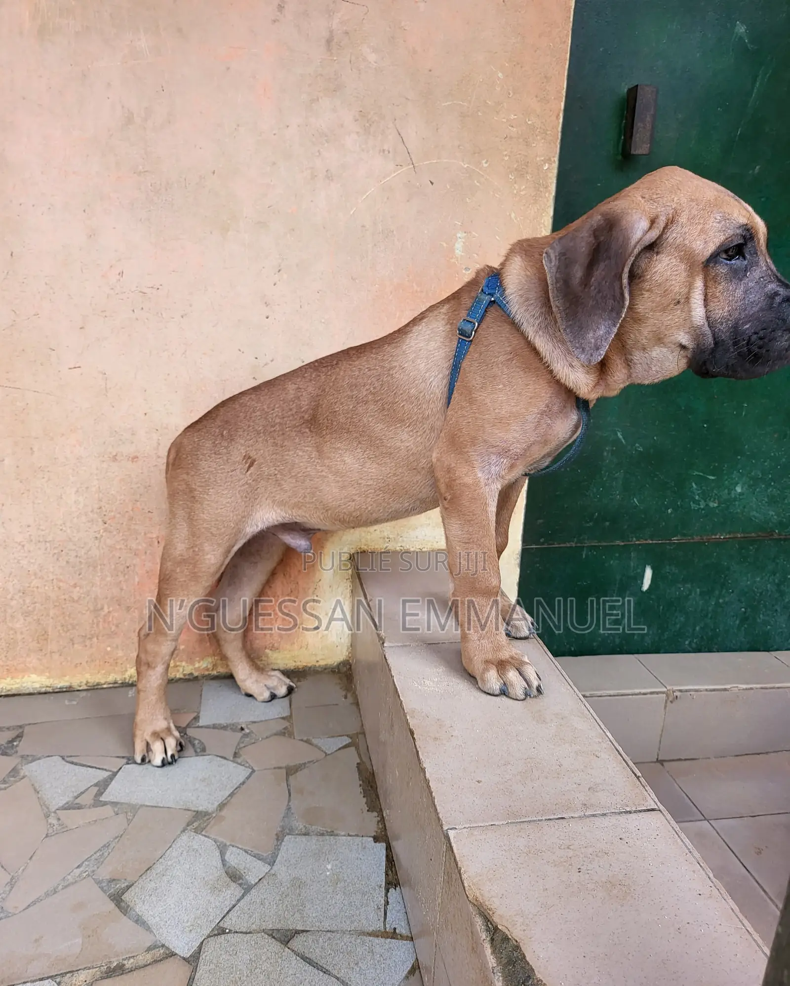 3-6 mois Homme Pure race Boerboel