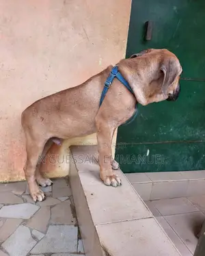 3-6 mois Homme Pure race Boerboel