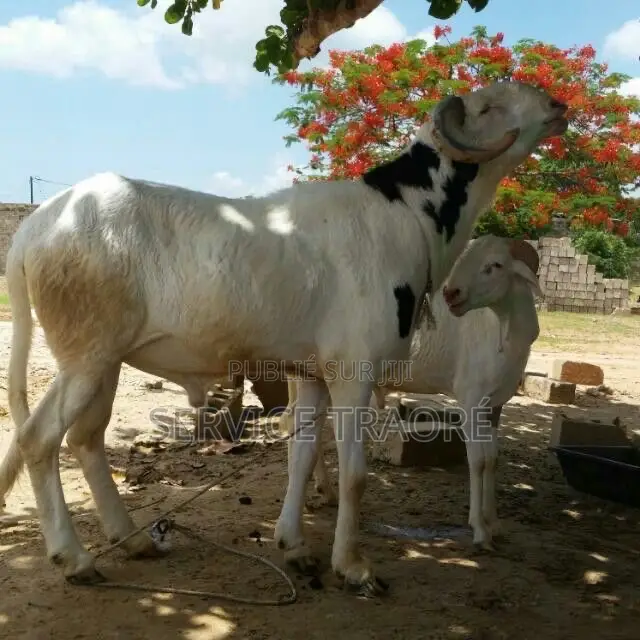 Animaux Mouton
