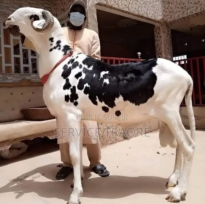 Animaux Mouton