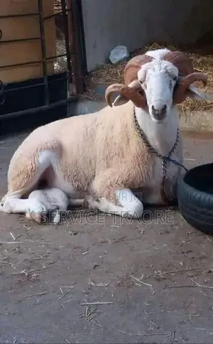 Animaux Mouton