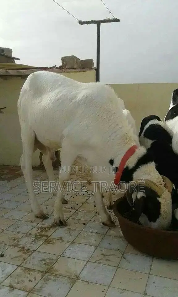 Animaux Tabaski