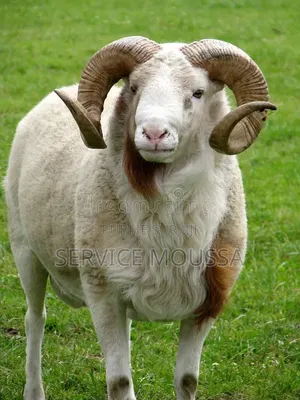 Animaux Mouton