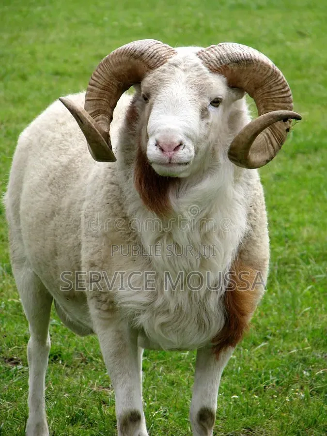 Animaux Mouton