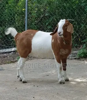 Animaux Mouton