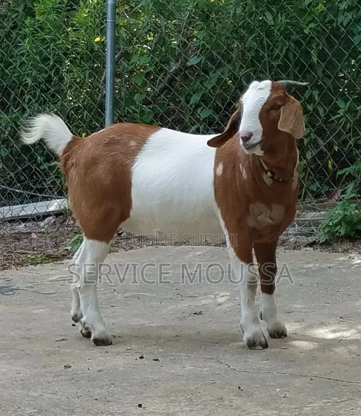 Animaux Mouton