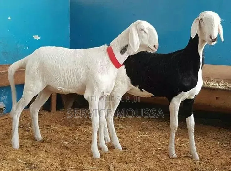 Animaux Mouton