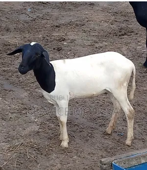 Animaux Mouton