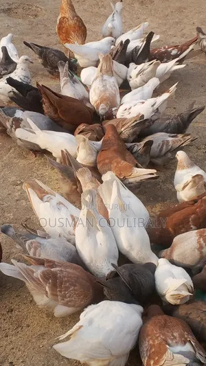 Je Vends Mais Pigeons Moins Chair