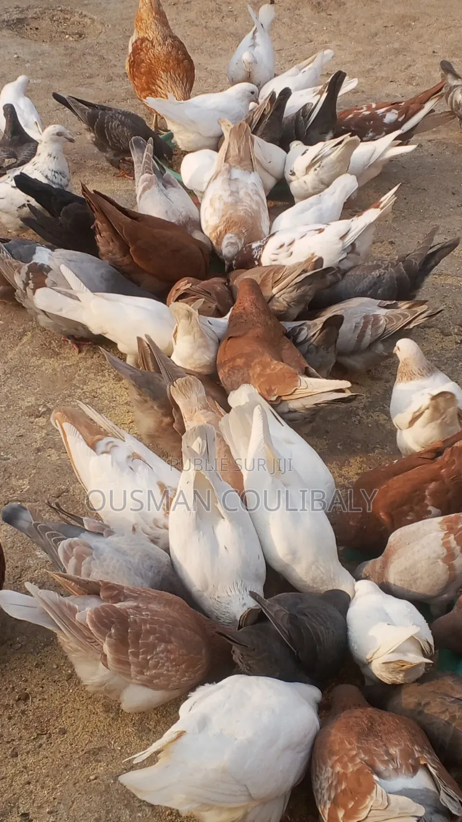 Je Vends Mais Pigeons Moins Chair