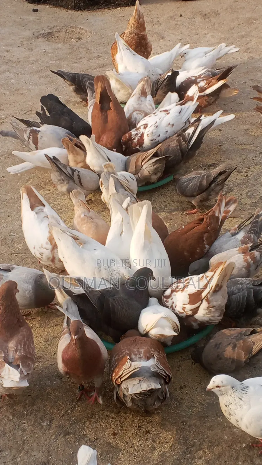 Je Vends Mais Pigeons Moins Chair