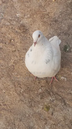 Je Vends Mais Pigeons Moins Chair