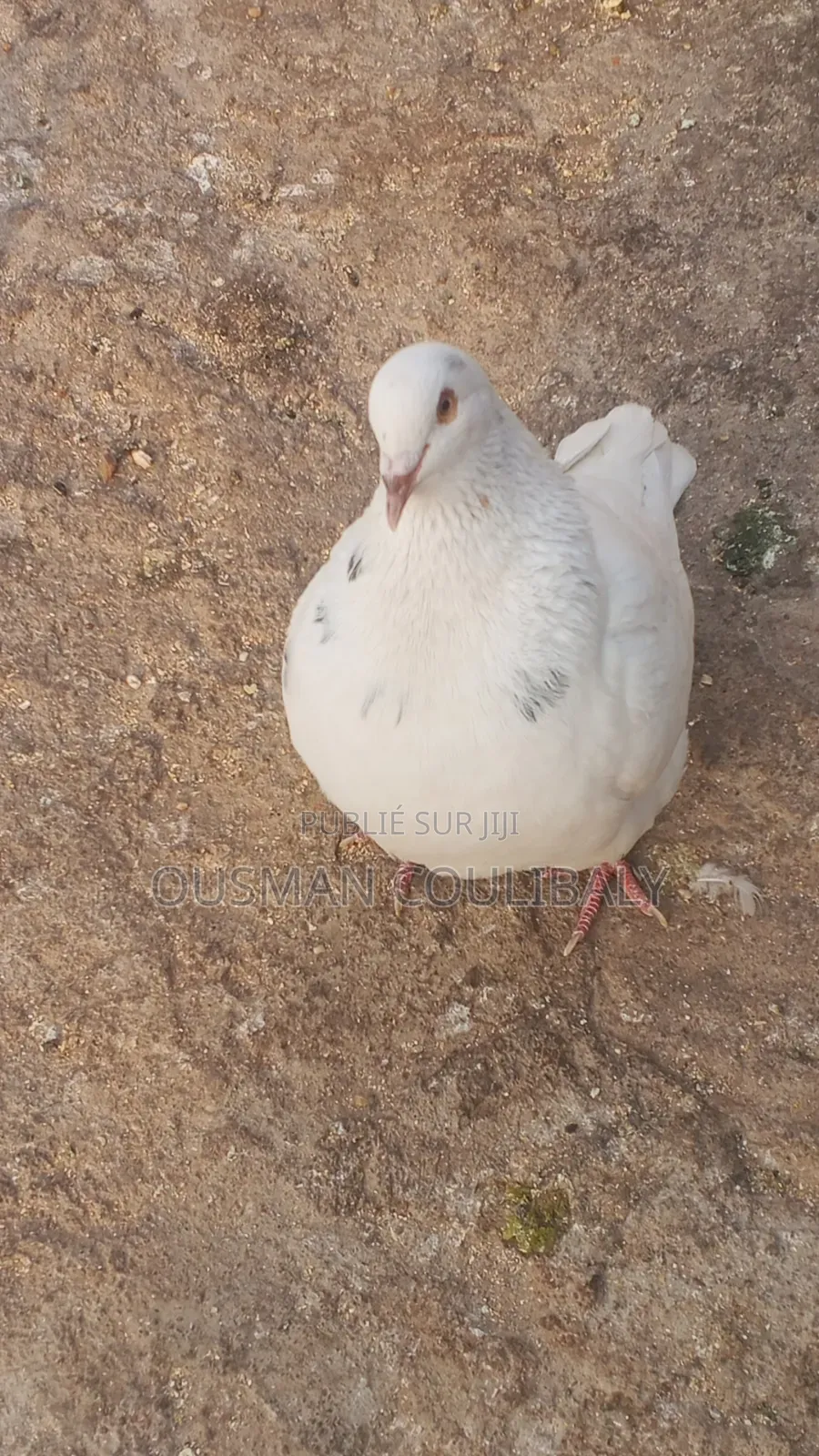 Je Vends Mais Pigeons Moins Chair