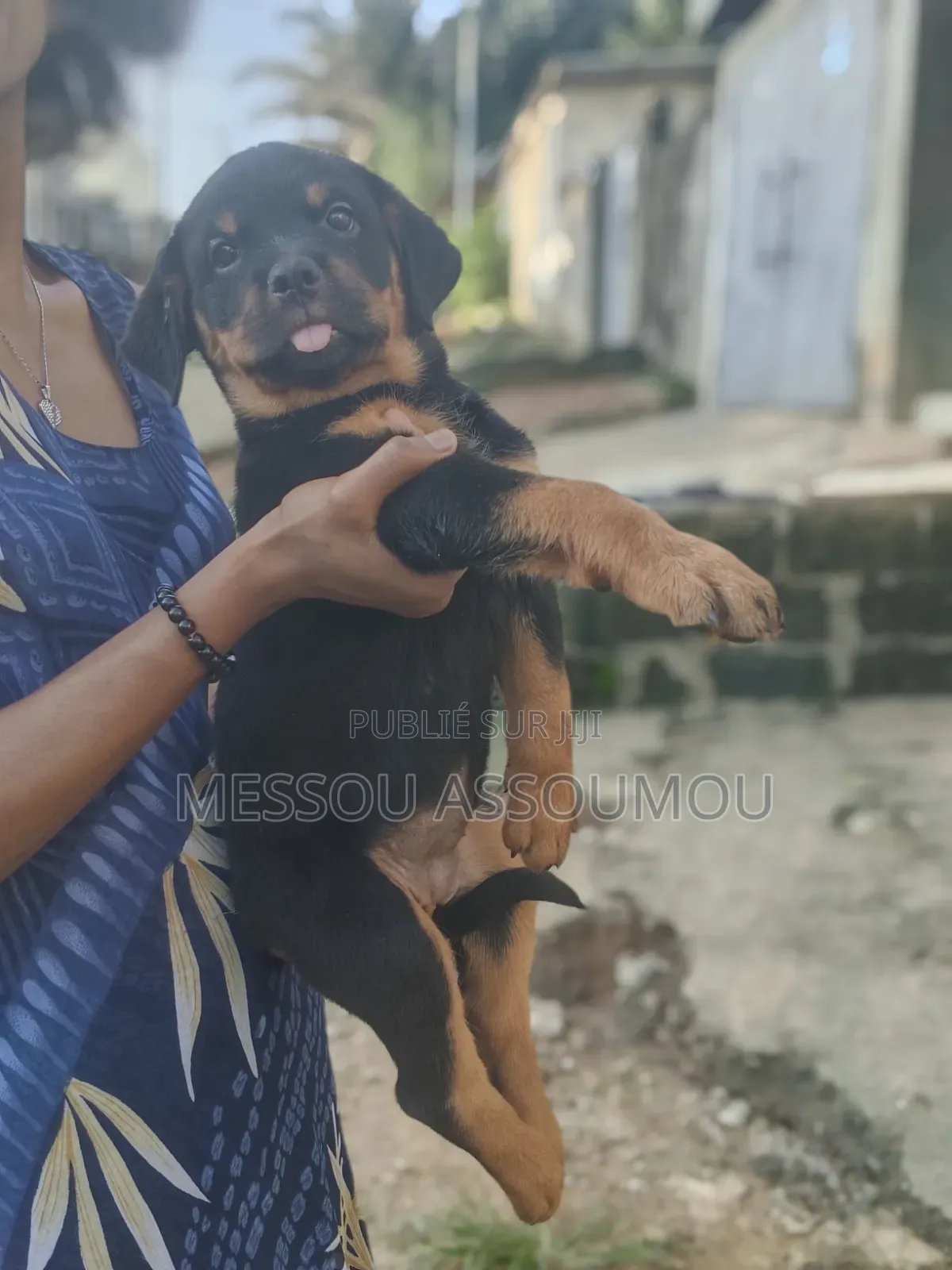 1-3 mois Femme Pure race Rottweiler