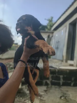 1-3 mois Femme Pure race Rottweiler