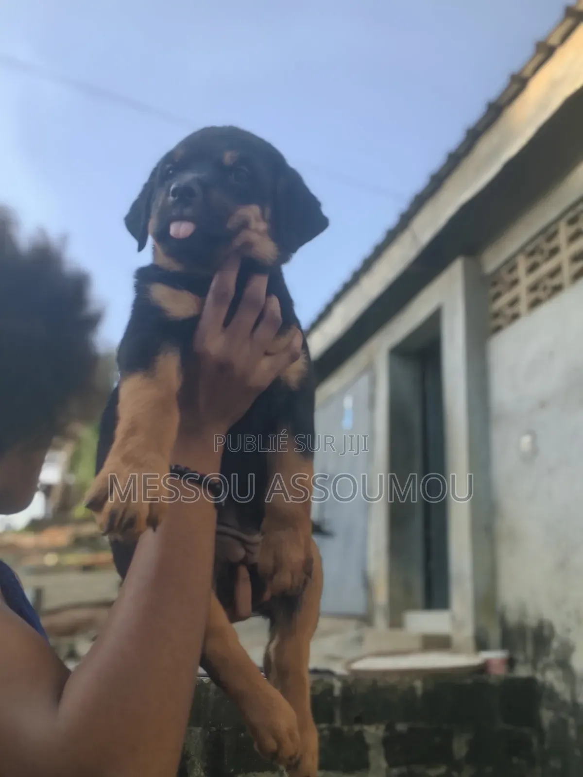 1-3 mois Femme Pure race Rottweiler