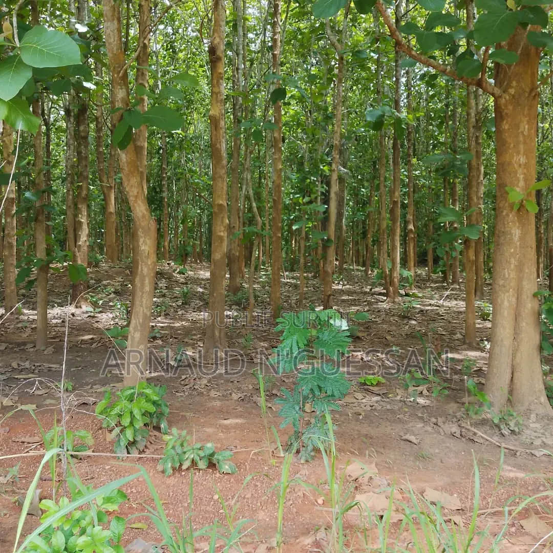 Terrain De 15 Lots