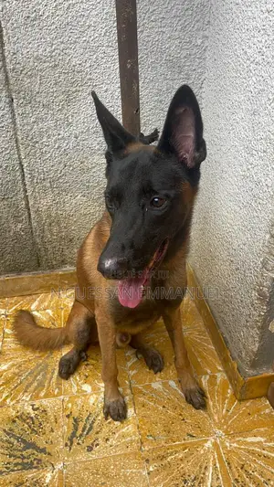 6 à 12 mois Homme Pure race Belgian Malinois