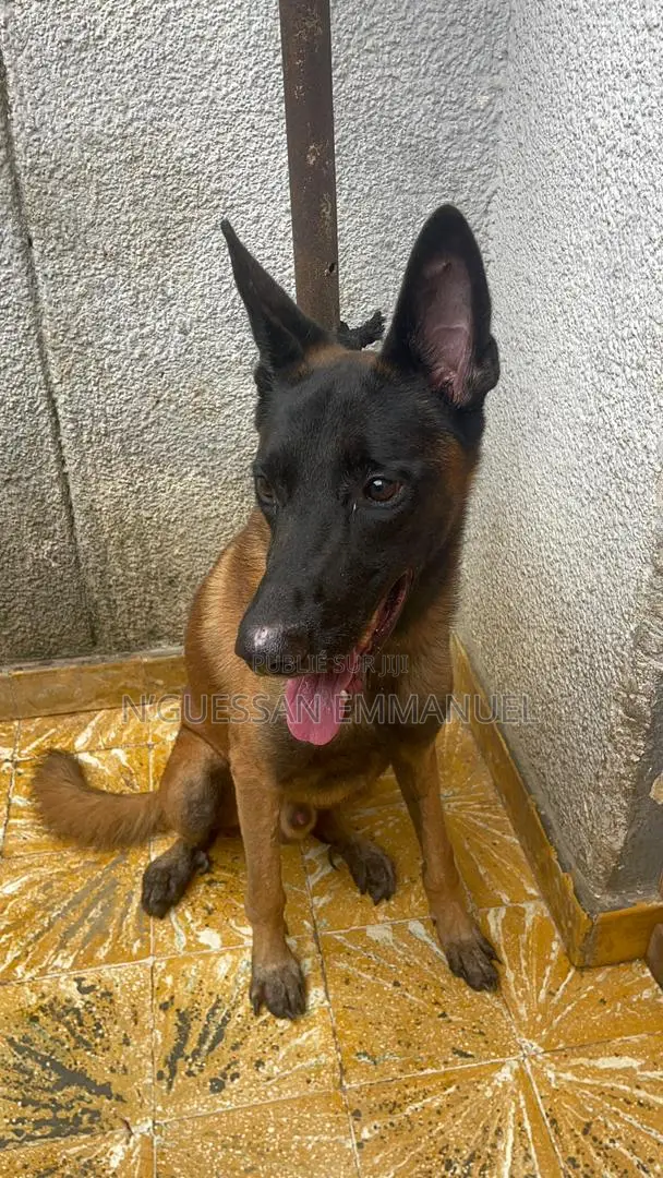 6 à 12 mois Homme Pure race Belgian Malinois