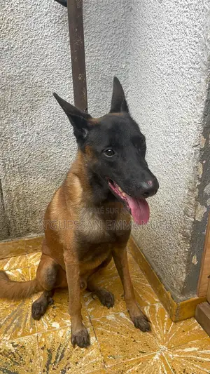 6 à 12 mois Homme Pure race Belgian Malinois