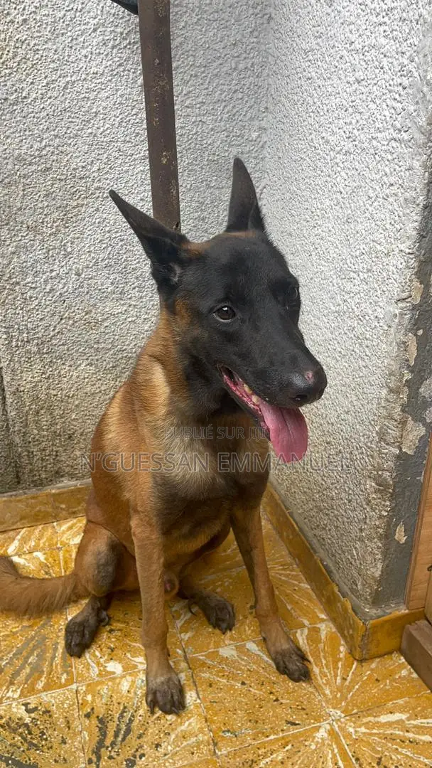 6 à 12 mois Homme Pure race Belgian Malinois
