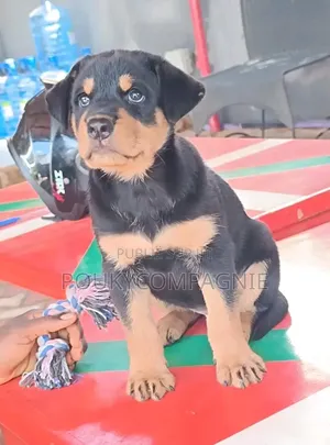 3-6 mois Homme Race mixte Rottweiler