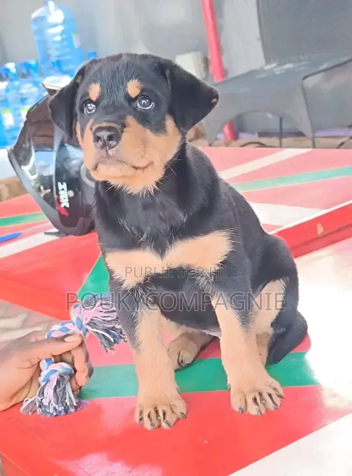 3-6 mois Homme Race mixte Rottweiler