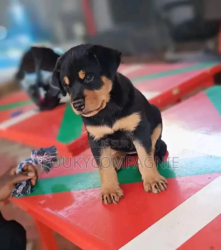 3-6 mois Homme Race mixte Rottweiler