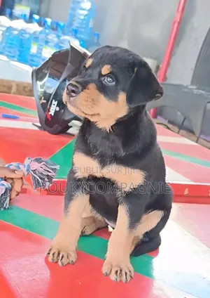 3-6 mois Homme Race mixte Rottweiler