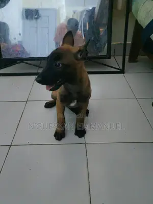 1-3 mois Femme Pure race Belgian Malinois