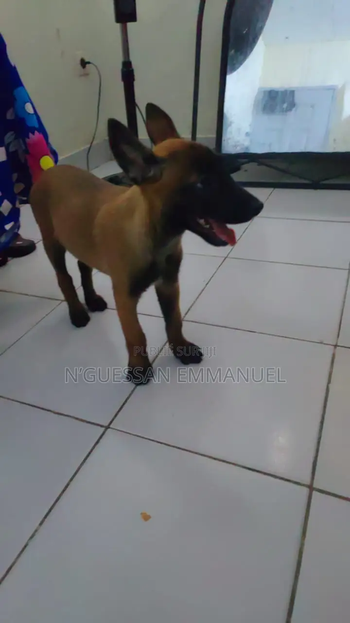 1-3 mois Femme Pure race Belgian Malinois