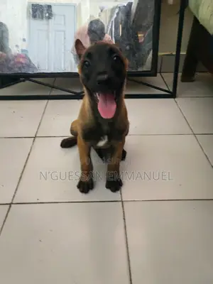 1-3 mois Femme Pure race Belgian Malinois