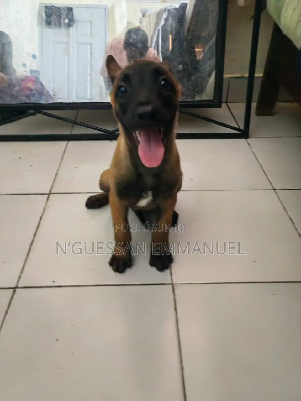 1-3 mois Femme Pure race Belgian Malinois