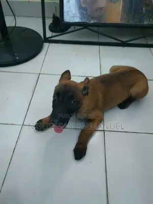 1-3 mois Femme Pure race Belgian Malinois