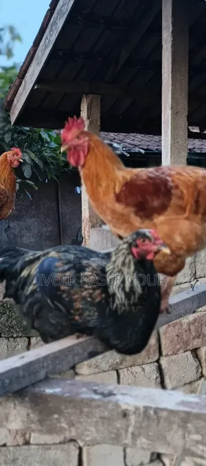 Aviculteur Concepteur De Couveuse