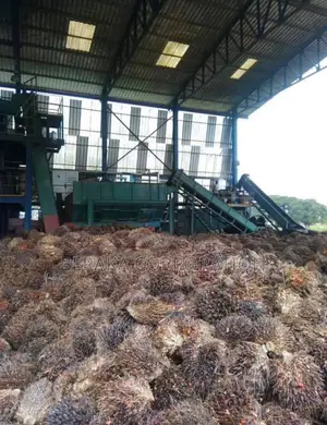 Usine De Palmier a Huile en Vente