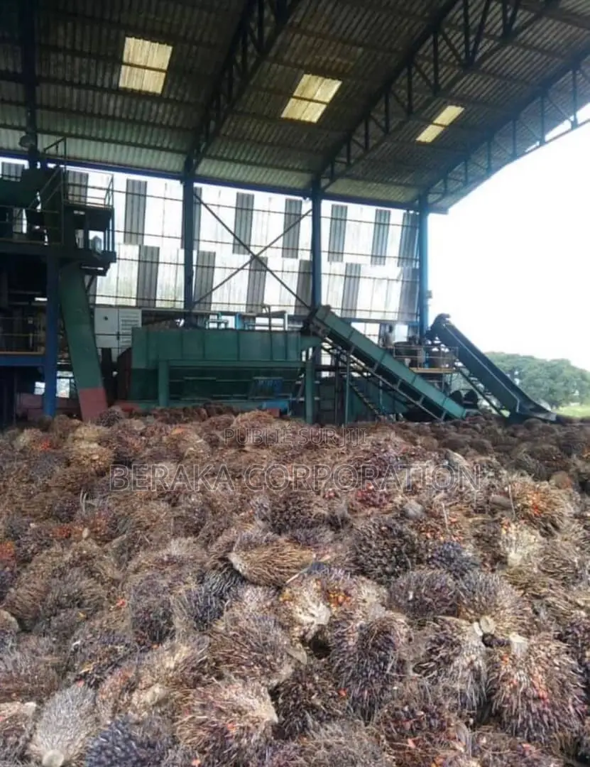 Usine De Palmier a Huile en Vente