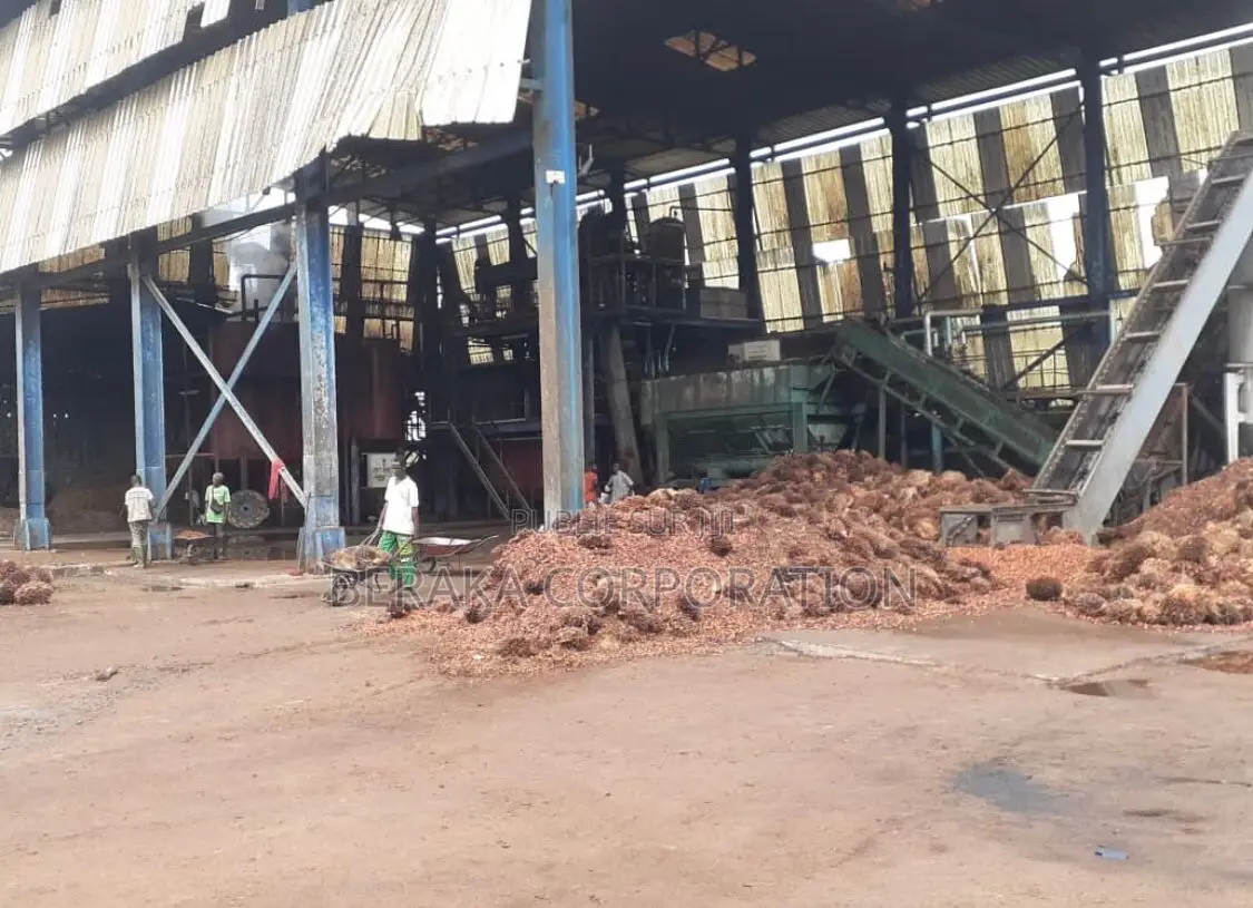 Usine De Palmier a Huile en Vente
