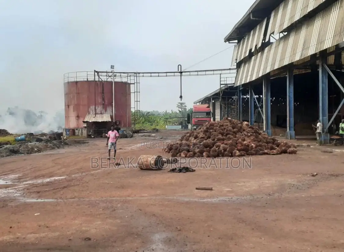 Usine De Palmier a Huile en Vente