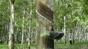 Garantie d'Un Champs d'Evea