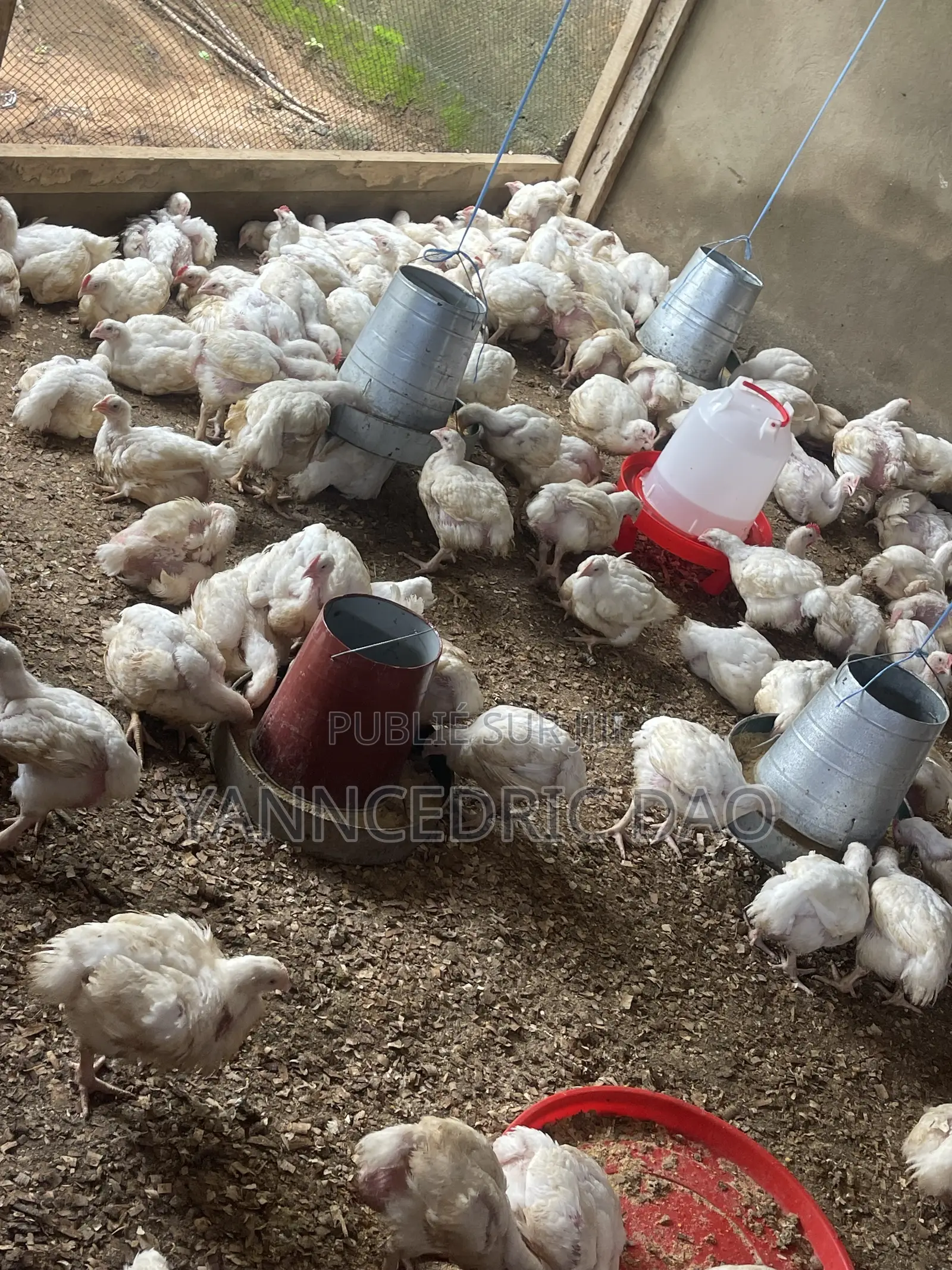 Poulet De Chair En Gros Et Détails Disponible