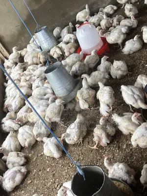 Poulet De Chair En Gros Et Détails Disponible