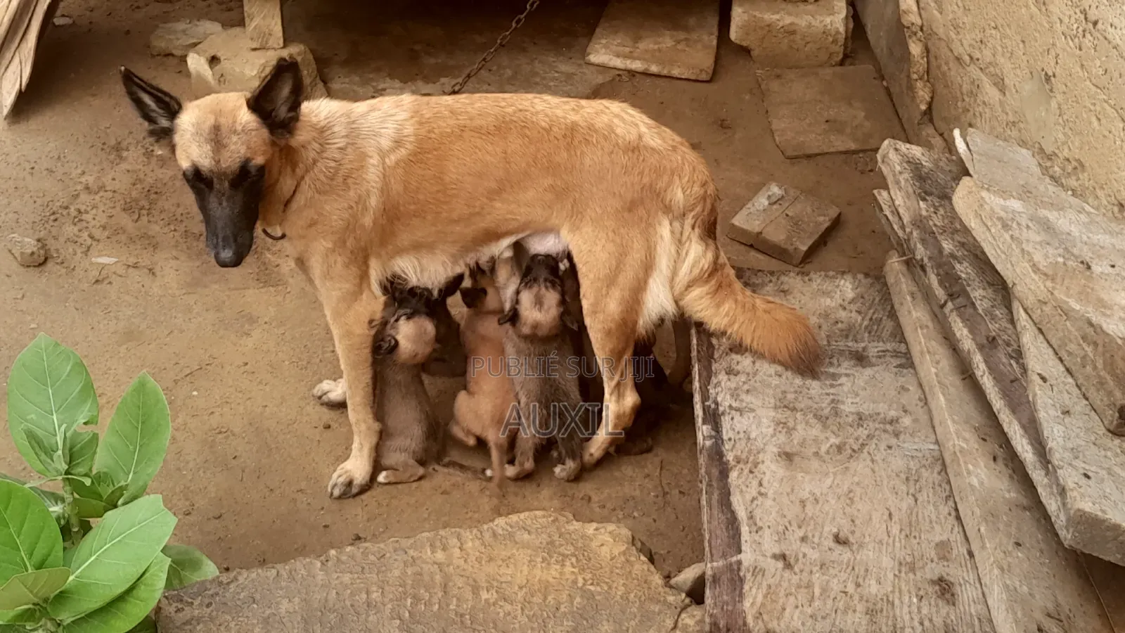 0-1 mois Femme Race mixte Belgian Malinois